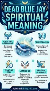 The infographic "Dead Blue Jay Spiritual Meaning" features a central illustration of a blue jay lying peacefully amidst glowing feathers and soft blue light. The top of the image has a bold, layered title in shades of blue and gold, flanked by stylized phoenix and butterfly icons. Five distinct panels at the bottom use symbols like a lightning bolt, a broken chain, and a scroll to explain different spiritual messages. The overall design uses a deep navy border with ornate golden flourishes, creating a respectful and mystical tone for the subject of life cycles.