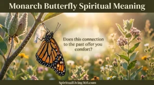 This vibrant photograph features a close-up of a Monarch butterfly with intricate orange, black, and white markings resting upon a natural milkweed plant in a soft, sun-dappled meadow. The butterfly is a powerful visual representation of spiritual meaning, capturing its symbolism of transformation and guidance during golden hour light. Text overlays are included: "Monarch Butterfly Spiritual Meaning" is clearly visible at the top center in a sophisticated serif font, and a reflective question, "Does this connection to the past offer you comfort?" is centered in the middle. The composition is clean and hopeful, illustrating the butterfly's deep connection to nature and spiritual insight for those seeking meaning in its presence.