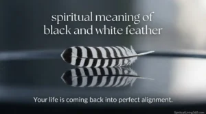 A single feather with distinct black and white stripes rests on a polished, reflective white surface with soft shadows. The heading "spiritual meaning of black and white feather" is featured at the top in an elegant, minimalist font. A centered subheading discusses life coming back into alignment in a light, airy typeface style. The brand SpiritualLiving360.com is clearly visible at the bottom of the Zen-inspired image.