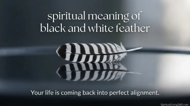 A single feather with distinct black and white stripes rests on a polished, reflective white surface with soft shadows. The heading "spiritual meaning of black and white feather" is featured at the top in an elegant, minimalist font. A centered subheading discusses life coming back into alignment in a light, airy typeface style. The brand SpiritualLiving360.com is clearly visible at the bottom of the Zen-inspired image.