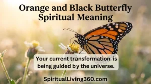 A detailed close-up shows an orange and black butterfly with intricate wing patterns perched on a bright pink flower. The main heading "orange and black butterfly spiritual meaning" is positioned clearly at the top of the frame. In the center, a thoughtful statement about life transformation is written in elegant, flowing cursive text. The SpiritualLiving360.com logo is subtly placed at the bottom edge against a blurred green garden background.