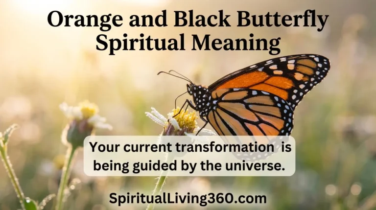A detailed close-up shows an orange and black butterfly with intricate wing patterns perched on a bright pink flower. The main heading "orange and black butterfly spiritual meaning" is positioned clearly at the top of the frame. In the center, a thoughtful statement about life transformation is written in elegant, flowing cursive text. The SpiritualLiving360.com logo is subtly placed at the bottom edge against a blurred green garden background.