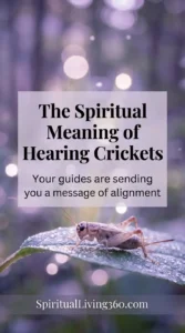 A high-resolution close-up photo shows a small brown cricket perched on a vibrant green leaf glistening with morning dew. The background is a soft blur of lavender and deep forest greens with glowing light orbs. A semi-transparent white box in the center contains the text "The Spiritual Meaning of Hearing Crickets" and "Your guides are sending you a message of alignment." The website "SpiritualLiving360.com" is written in small letters at the very bottom of the image.